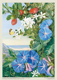 Royal Botanical Gardens Kew - Marianne North 1000 Piece Jigsaw Puzzle